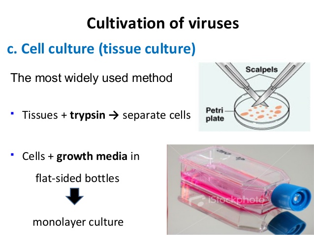 Virus Cultivation In Cell Culture